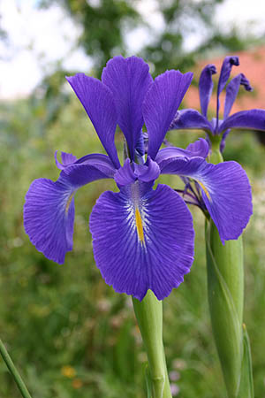 Iris Flower on Iris Is A Genus Of 260 Species Of Flowering Plants With Showy Flowers